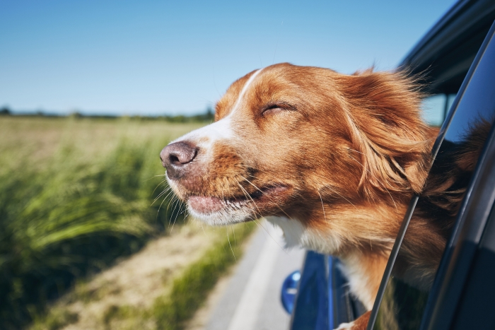 dog with head of out of car window fresh air