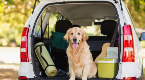 Golden Retriever dog sat in the car boot