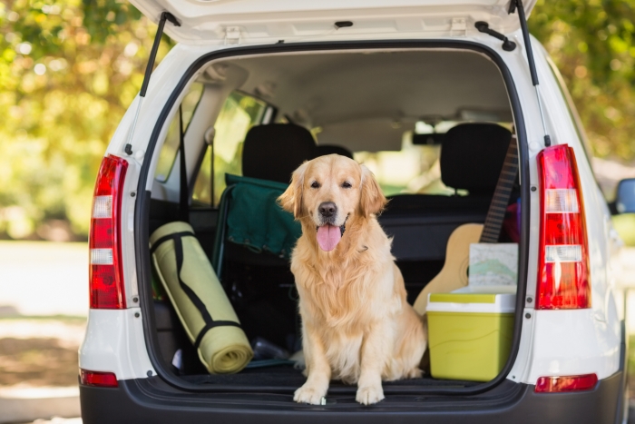 Golden Retriever dog sat in the car